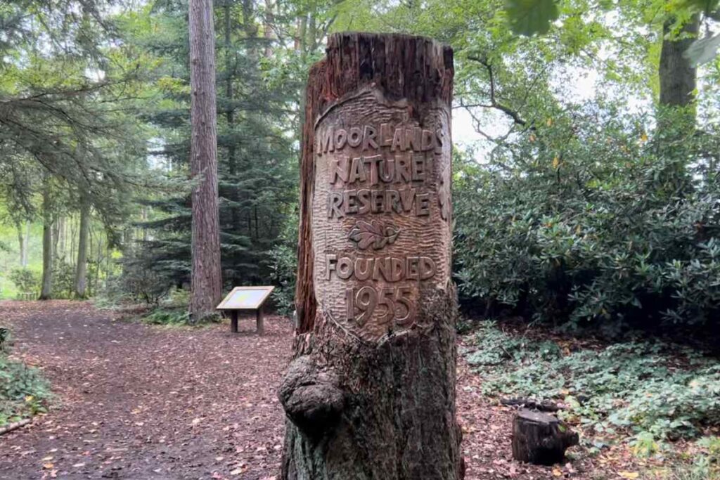 Carved tree with year of origin