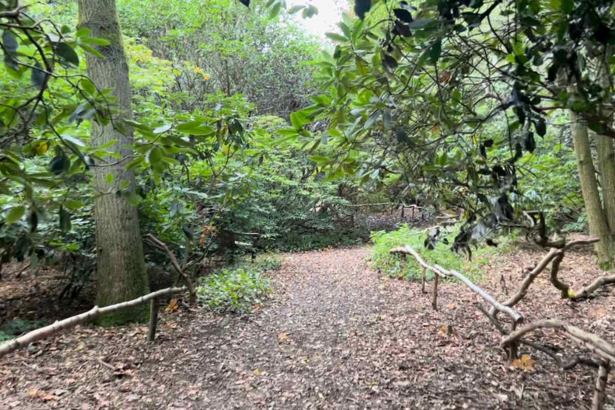 Walking trail through woodland near York