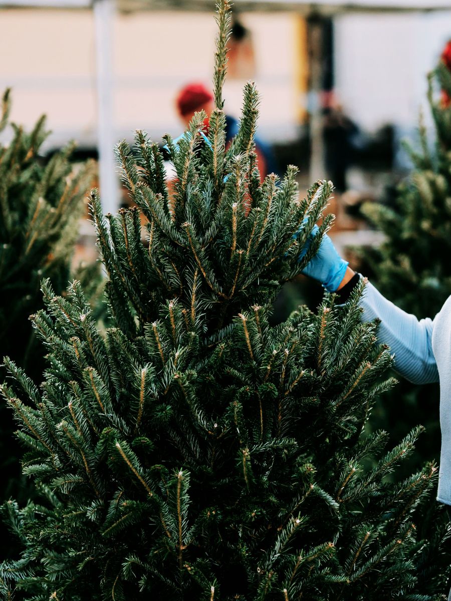 Haxby & Wigginton Christmas Trees Real Christmas Trees York