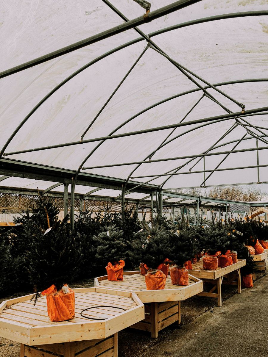 Moor Lane Farm Christmas Trees Real Christmas Trees York