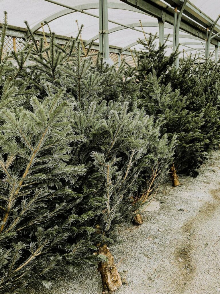 Places near me to buy a real christmas tree