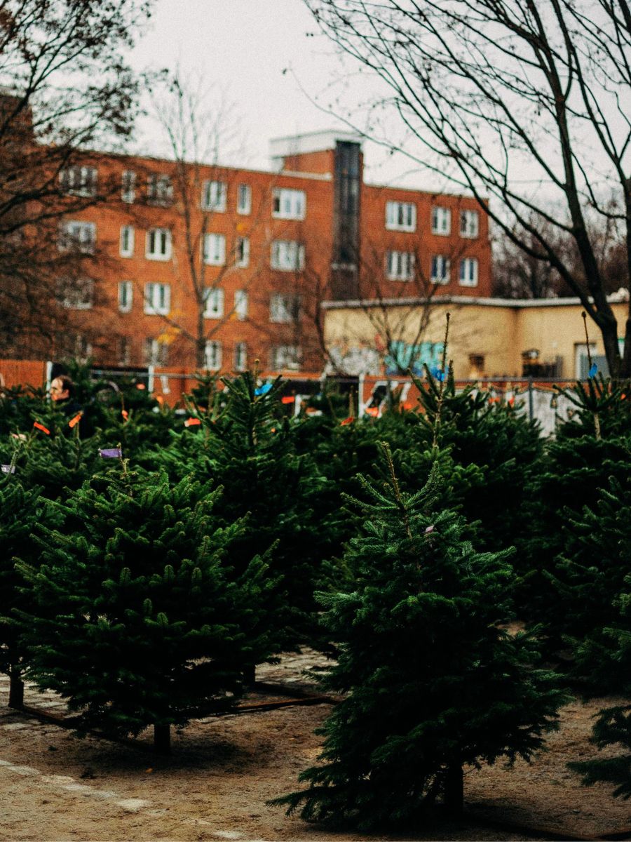 York Christmas Trees Real Christmas Trees York