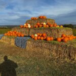 The Flower Belt Helmsley – Pumpkin Patch Picking