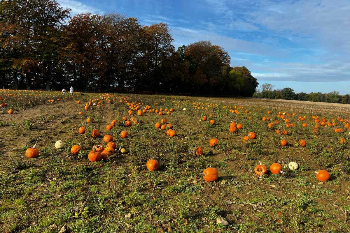 Flower Belt Helmsley pumpkin patch