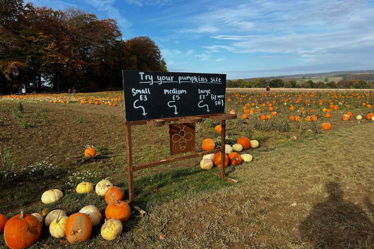 Flower Belt Helmsley pumpkin size and price