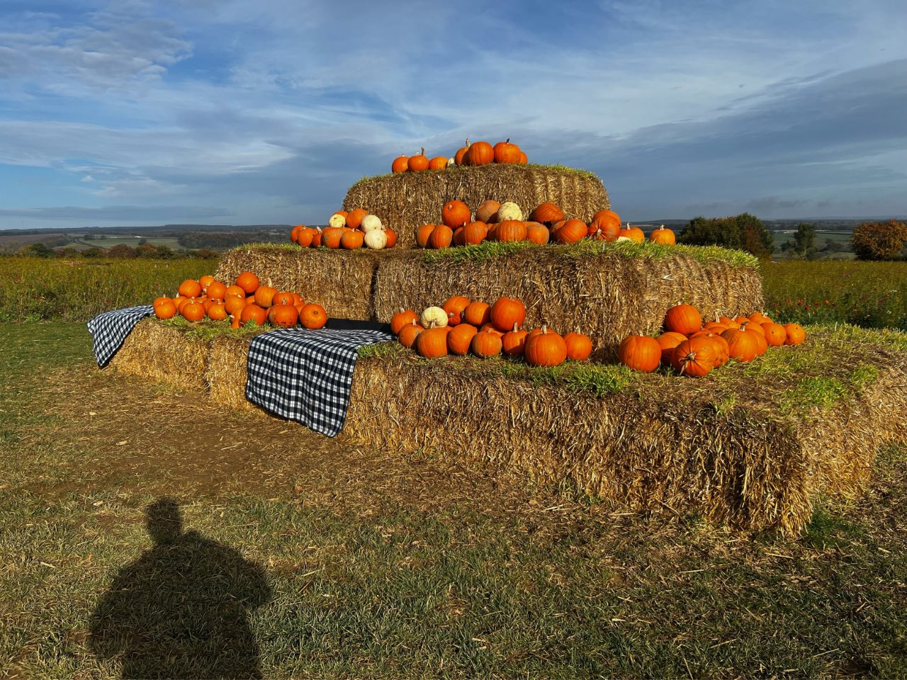 The Flower Belt Helmsley – Pumpkin Patch Picking