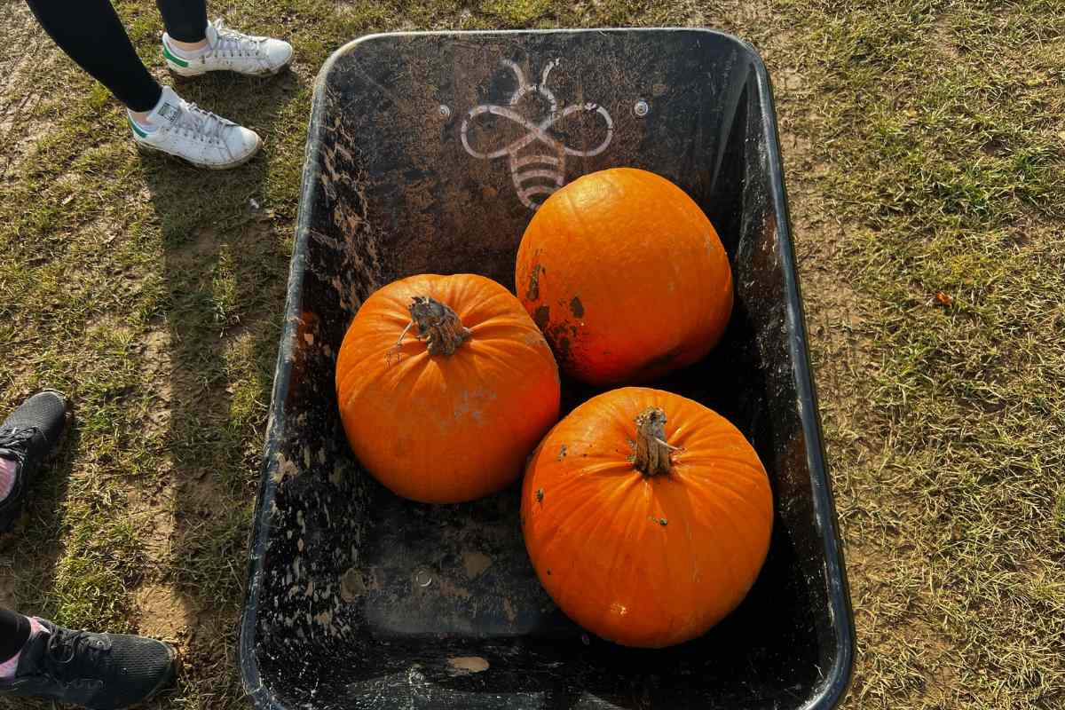 Our 3 large pumpkins Flower Belt Helmsley