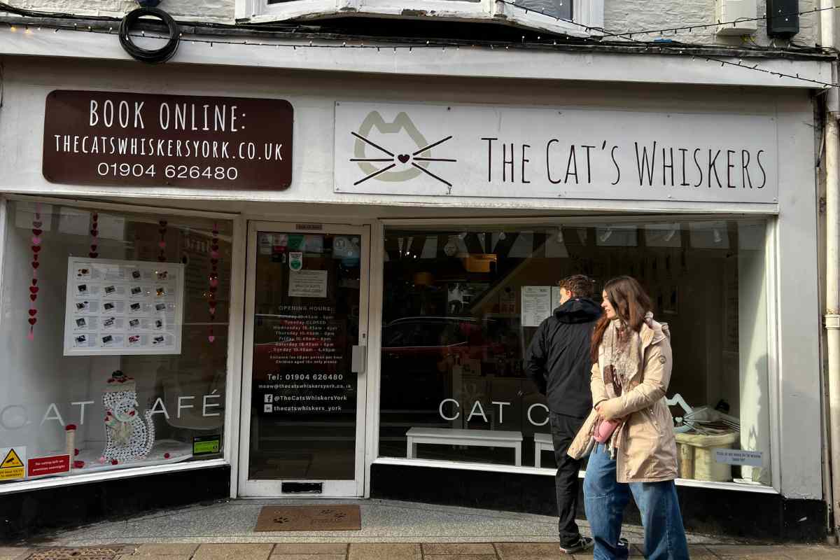 Cat cafe york entrance