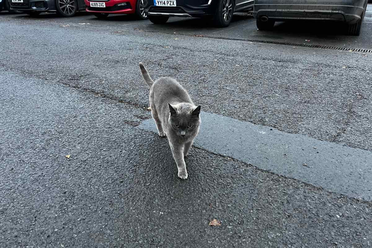 A Perfect Day Out In York for Cat Lovers